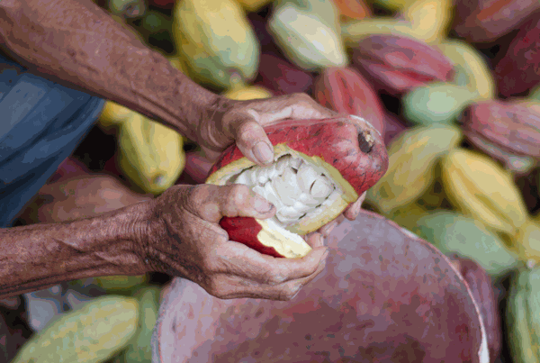 Odoo - Prueba 1 a tres columnas