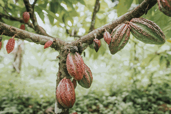 Odoo - Prueba 1 a tres columnas